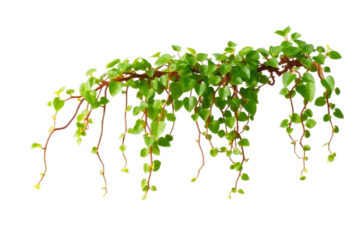 Vibrant green vine with cascading leaves on a transparent background, ideal for digital designs and nature-themed projects