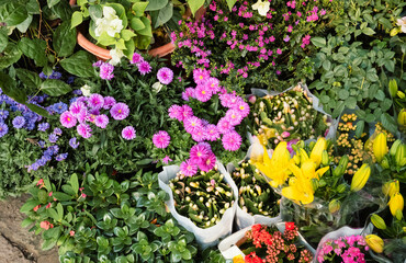 Home garden, flower planting, garden planting, farmers market, succulents, lilies, colorful home life and lifestyle