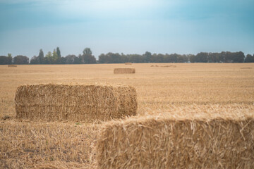 Bales of straw in golden fields during late afternoon under a cloudy sky
