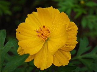 yellow flower with dew drops