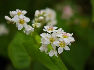 beautiful wild flowers in Ha Giang, Vietnam