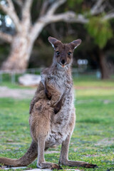 Kangaroo standing in field in Australia