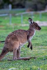 Kangaroo standing in field in Australia