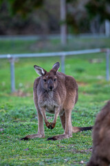 Kangaroo standing in field in Australia
