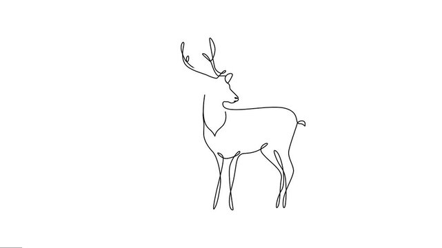 Animated continuous single-line drawing of male deer, One-line animation of deer animals motion graphics. 