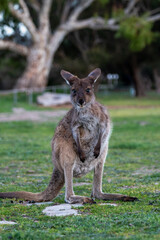Kangaroo standing in field in Australia