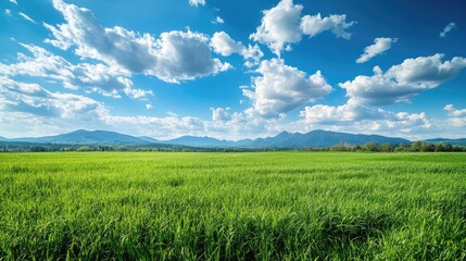 Obraz premium Endless Meadow 