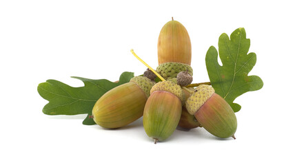 A cluster of ripe acorns accompanied by vibrant green oak leaves, © NetPix