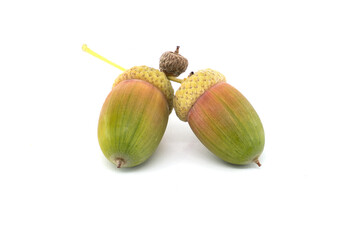Two fresh acorns isolated on a white background