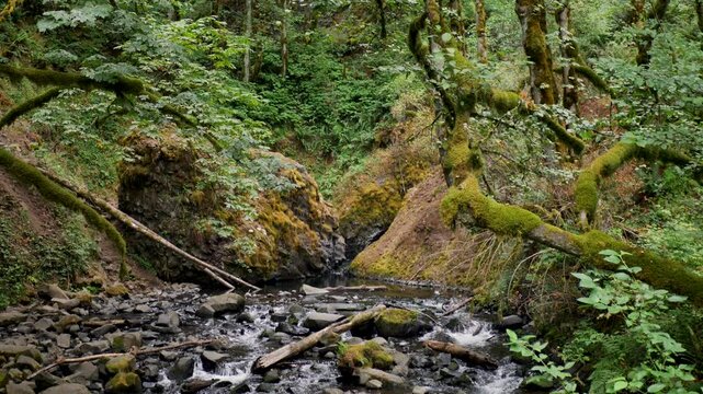 Slow motion landscape of river stream with stone rocks and mossy logs in bushland forest wilderness Oregon National Parks USA America nature ecosystem valley travel tourism