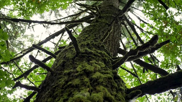 Slow motion close-up of tree bark twigs leaves mossy woodlands nature landscape in forest canopy outdoors hiking trail Oregon USA America National Parks travel tourism trails
