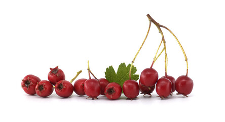 Closeup fresh red common hawthorn berries with green leaves isolated on a white background