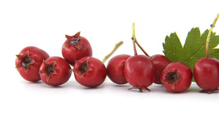 Closeup fresh red common hawthorn berries with green leaves isolated on a white background