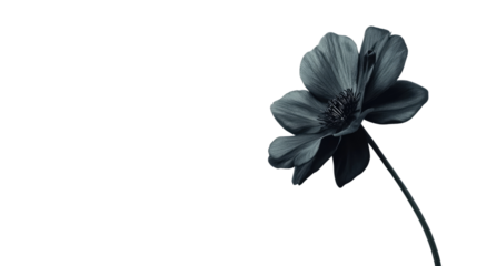 flower on a transparent background