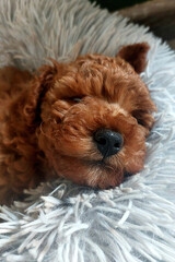 Toy Poodle fawn, with dark reddish brown coat
