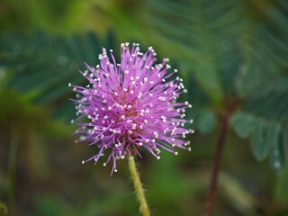 A close-up of a spherical purple flower with filament-like structures tipped with dewdrops.