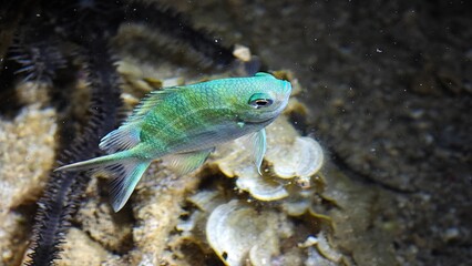 fish under sea at night