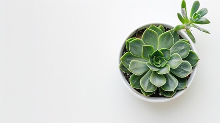 A beautiful plant is placed on a clean and pure white background. The plant shows its lush green leaves and perhaps some delicate stems. The contrast between the vibrant plant and the plain white back