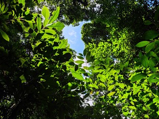 green leaves background, in the forest