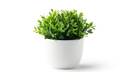 A beautiful plant is placed on a clean and pure white background. The plant shows its lush green leaves and perhaps some delicate stems. The contrast between the vibrant plant and the plain white back