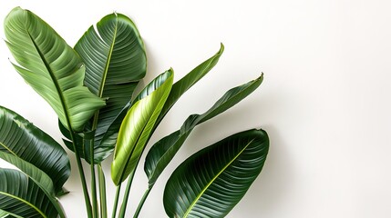 Obraz premium A beautiful plant is placed on a clean and pure white background. The plant shows its lush green leaves and perhaps some delicate stems. The contrast between the vibrant plant and the plain white back