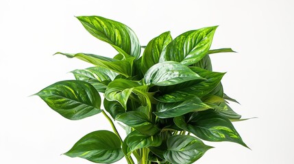 A beautiful plant is placed on a clean and pure white background. The plant shows its lush green leaves and perhaps some delicate stems. The contrast between the vibrant plant and the plain white back