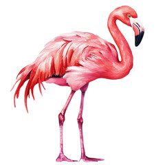 Obraz premium A vibrant pink flamingo.