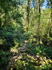 Scene of perennial trees in tropical forest in Vietnam