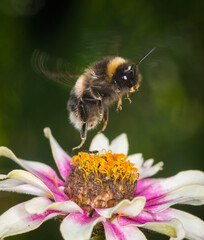 bumble bee in flight hovering above flower
