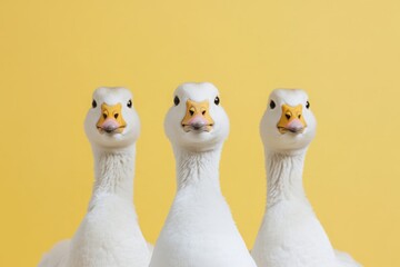 National Goose Day Poster Illustrating Different Goose Species and Fun Facts. Featuring Bright Studio Lighting and an Educational Display Background.