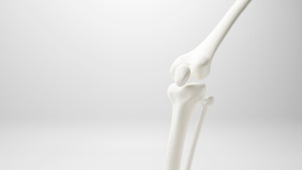 3D Bone knee joint, Healthy human skeleton anatomy isolated on soft background. 3d rendering.	