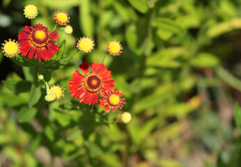 Red flower and green leaves close-up. Nature in summer. Bokeh in background. Copy space for text. 