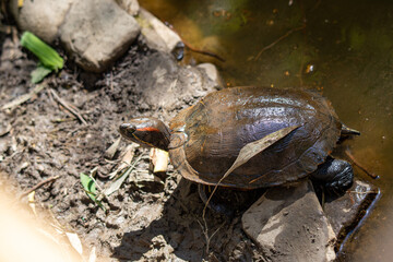 A turtle is sitting on a rock near a body of water