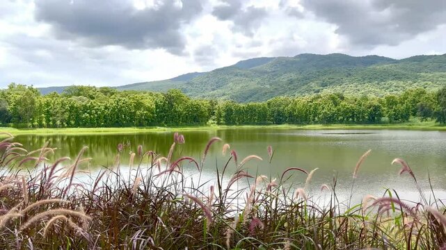 Footage of beautiful serene lake with fountain grass, green lawn, rain trees under a sunny sky, with highland mountain at the background. European and American feel . Lake house by the lake.