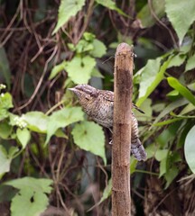 Obraz premium portrait of Eurasian wryneck (Jynx torquilla).Eurasian wryneck or northern wryneck is a species of wryneck in the woodpecker family.
