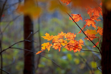 Close up shot of bright orange maple leaves, selective focus.