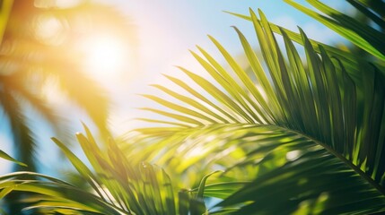 Obraz premium Sunlight pierces through vibrant green palm tree leaves, casting a dappled light on surrounding foliage, creating a peaceful atmosphere typical of a tropical afternoon