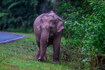 Fototapeta premium Its body is gray, its snout is called the trunk. The trunk of the Asian elephant has only one beak. Nakhon Ratchasima, Thailand. 