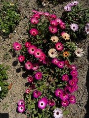 flowers in the garden