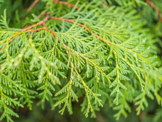 Thuja branches with drops of water after rain. Wet branches in the sunset light.