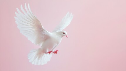 Fototapeta premium This stunning display captures a white dove gracefully hovering, its wings spread wide in midair against a tranquil pastel backdrop, evoking a sense of calm and serenity