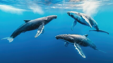 Captivating scene of a group of humpback whales engaging in complex underwater communication their haunting songs echoing through the vast ocean and showcasing the wonders of marine life and behavior