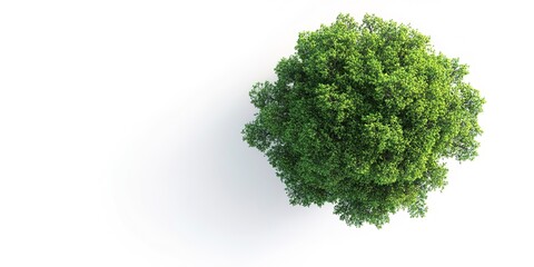 Fototapeta premium top view tree on white plain background isolate aerial view big tree on white floor with clean shadow 