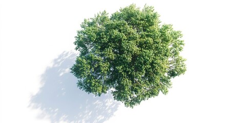 Obraz premium top view tree on white plain background isolate aerial view big tree on white floor with clean shadow