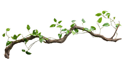 Twisted wild liana on a transparent background