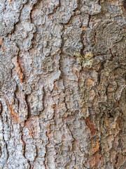 Bark texture and background of a old fir tree trunk. Detailed bark texture. Natural background