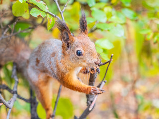 Portrait of a squirrel on a tree trunk