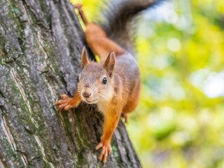 Portrait of a squirrel on a tree trunk