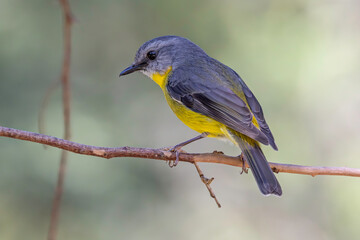Obraz premium Australian Eastern Yellow Robin perched on tree branch