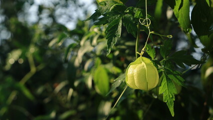 ハート型のグリーンのかわいい実がなった秋のフウセンカズラ